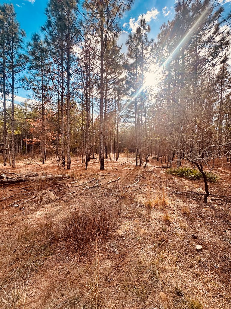 0 Simmons Road Mauk, GA 31058 - Photo 7 of 11 a view of large trees with lots of trees
