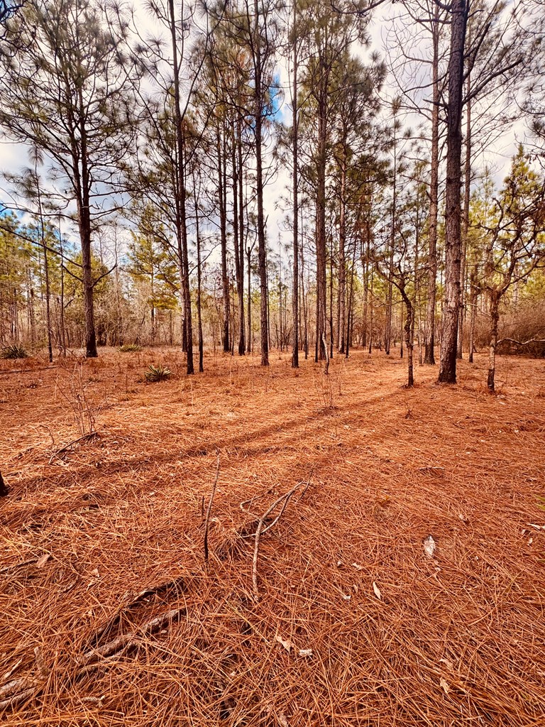 0 Simmons Road Mauk, GA 31058 - Photo 8 of 11 a large space with large trees