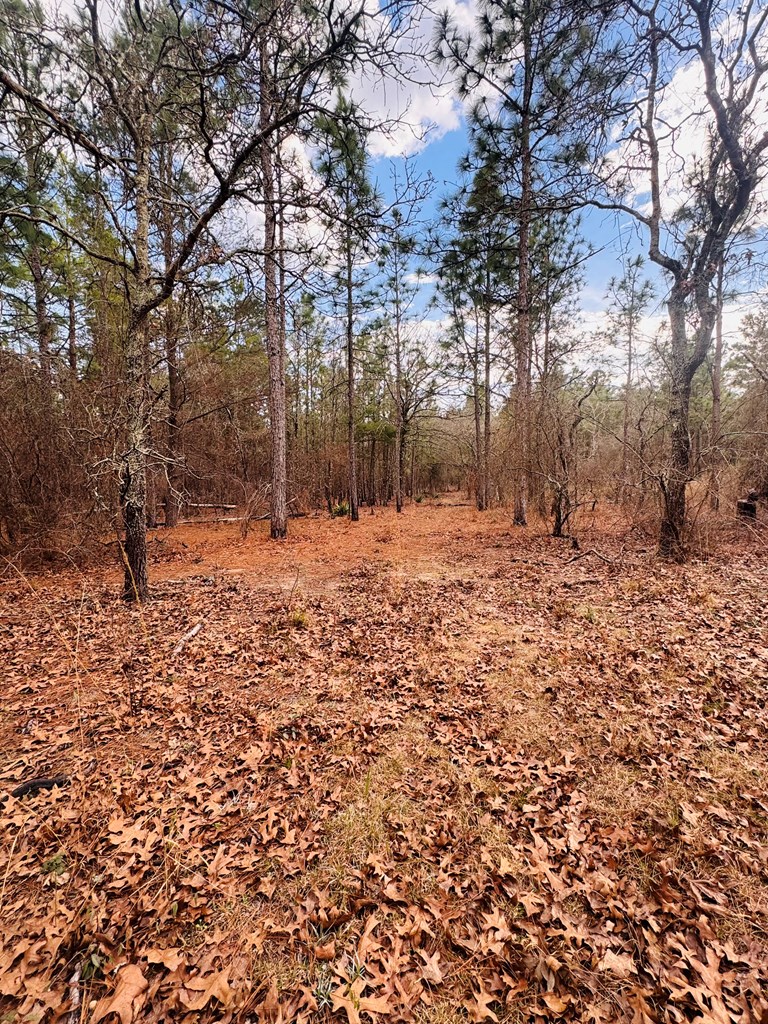 0 Simmons Road Mauk, GA 31058 - Photo 9 of 11 a backyard of a house with large trees