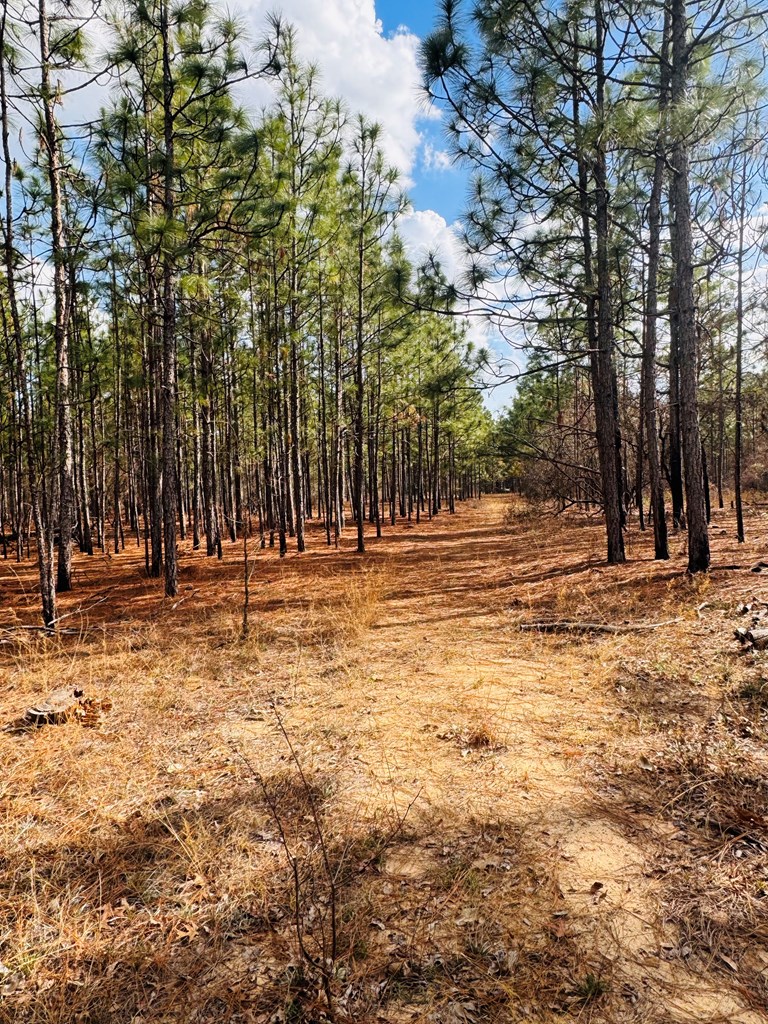 0 Simmons Road Mauk, GA 31058 - Photo 10 of 11 a view of outdoor space with trees