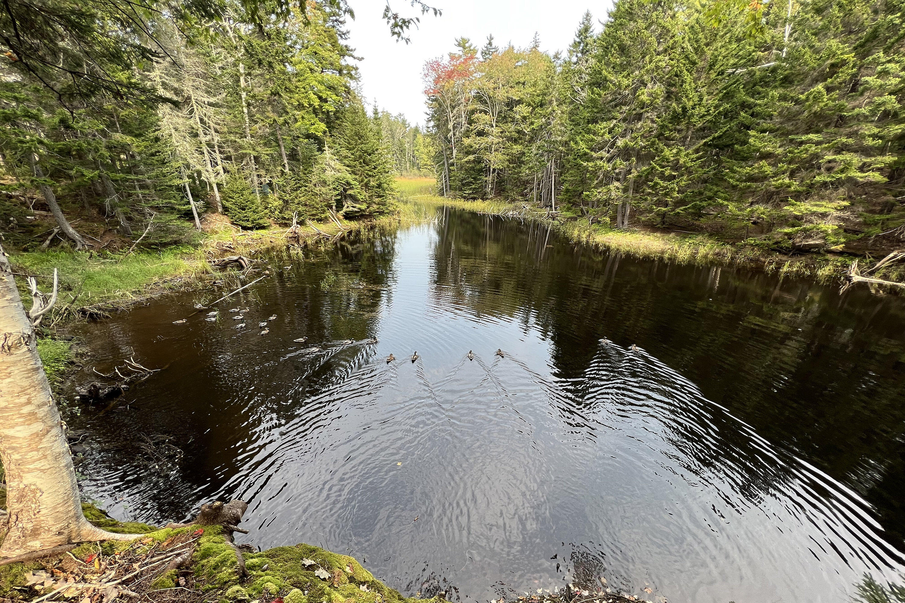 44 King Phillips Trail Boothbay, ME 04544 - Photo 17 of 47 IMG_9165