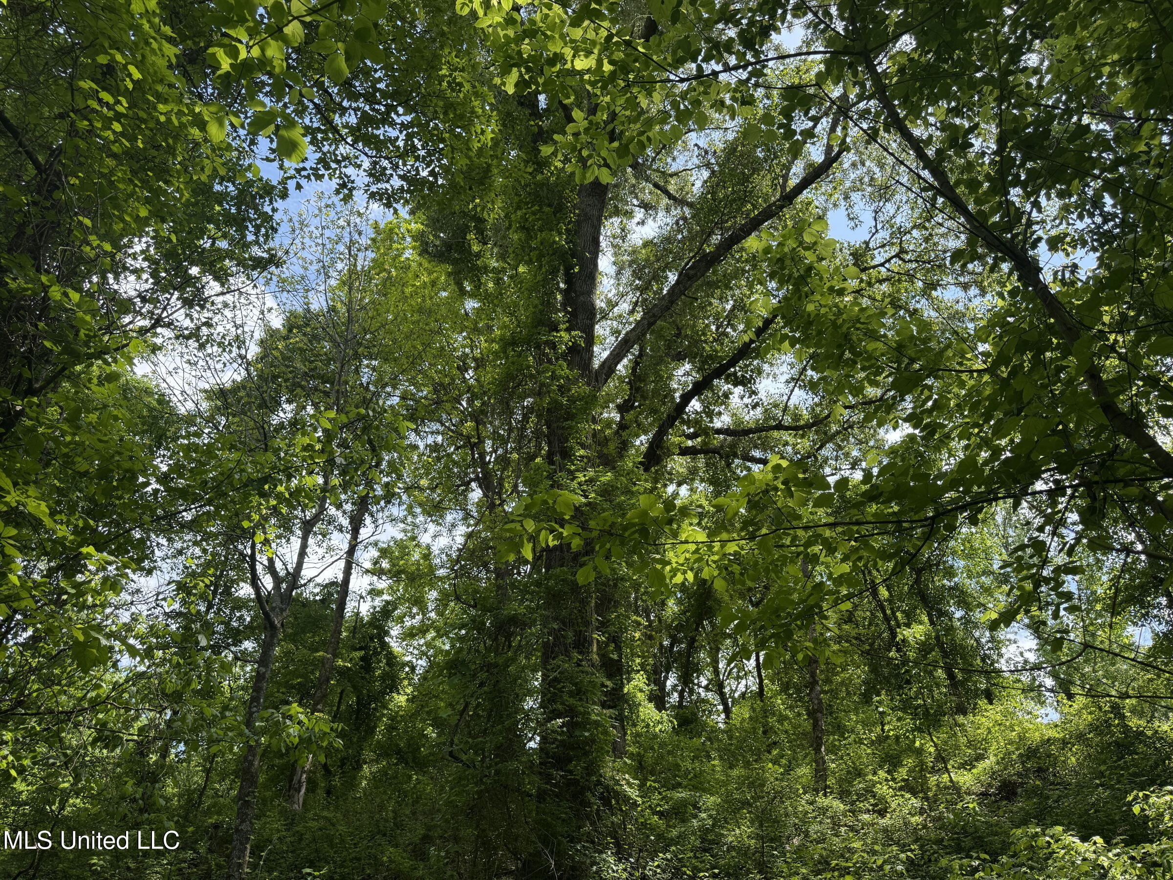 4505 Rutherford Road Batesville, MS 38606 - Photo 50 of 88 8rfdrd7
