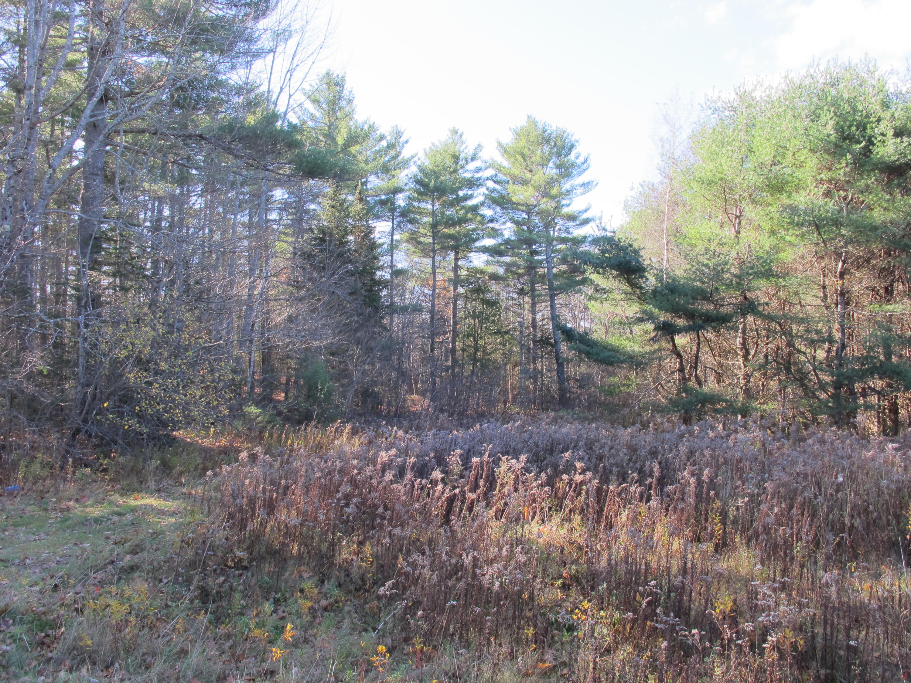 0 Curtis Road Swanville, ME 04915 - Photo 8 of 10 IMG_8682