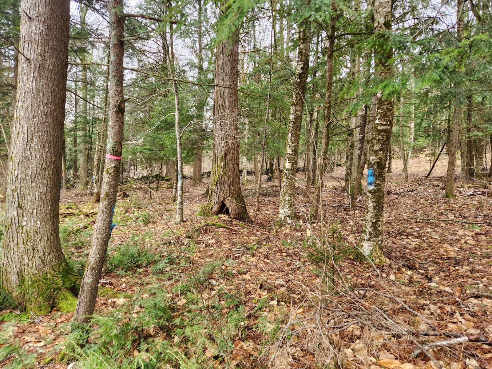 122 Map Off Sawyer Lake Road Gilmanton, NH 03237 - Photo 7 of 22
