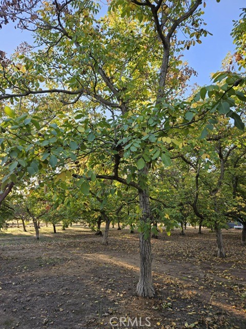 25205 5th Avenue Los Molinos, CA 96055 - Photo 36 of 37 a picture of tree