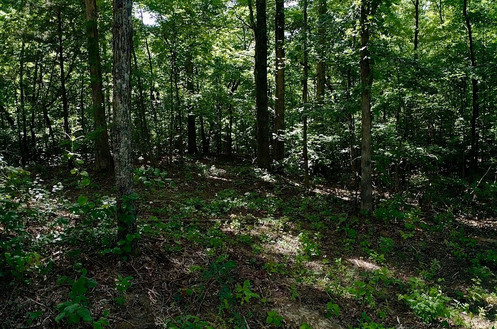 0 Jeanette Holladay Road Holladay, TN 38341 - Photo 5 of 8