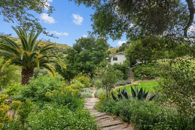 a view of a yard with plants and large trees