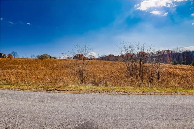 a view of tall trees with a big yard