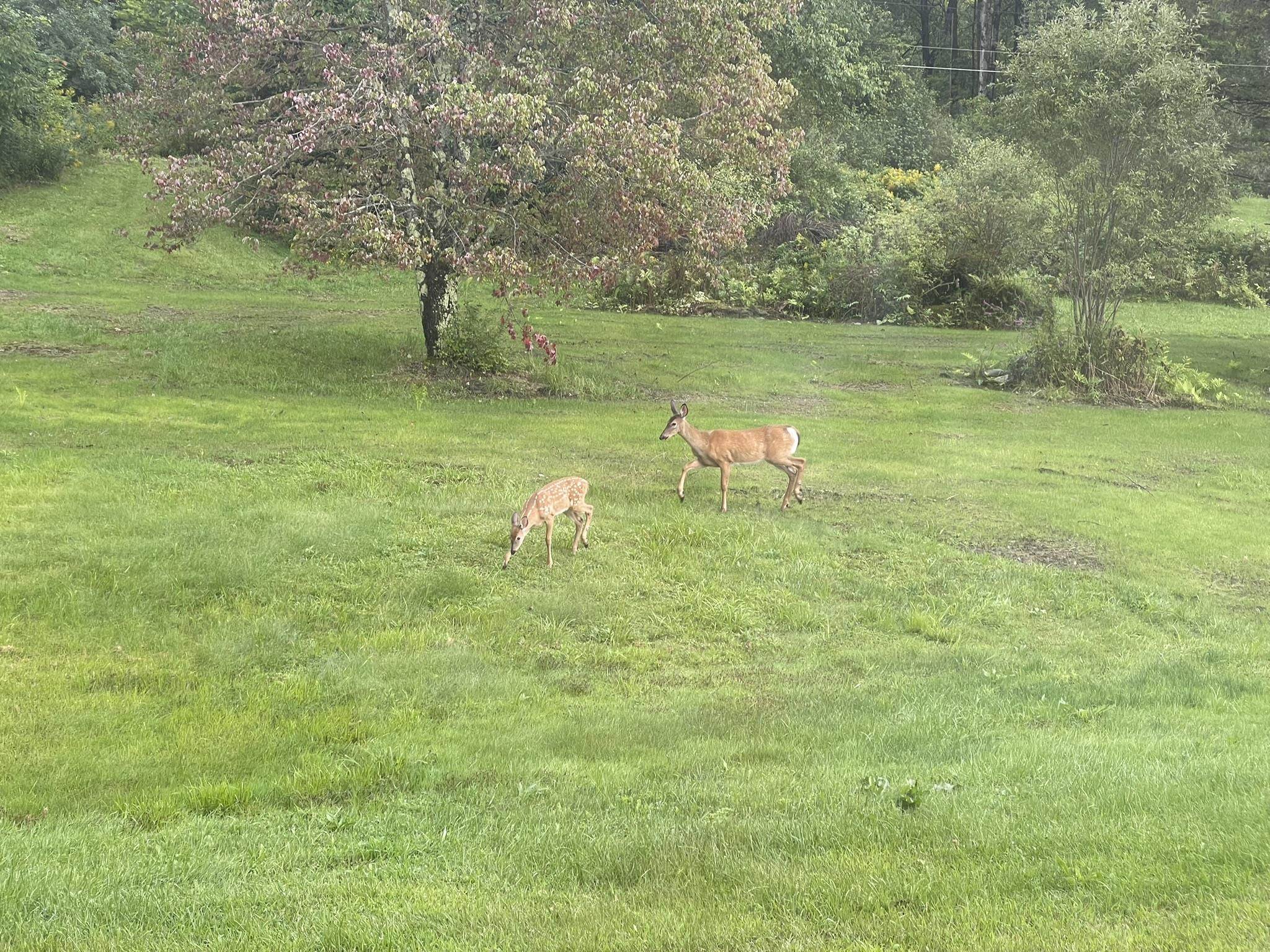 13 Fox Run Road Underhill, VT 05489 - Photo 6 of 55