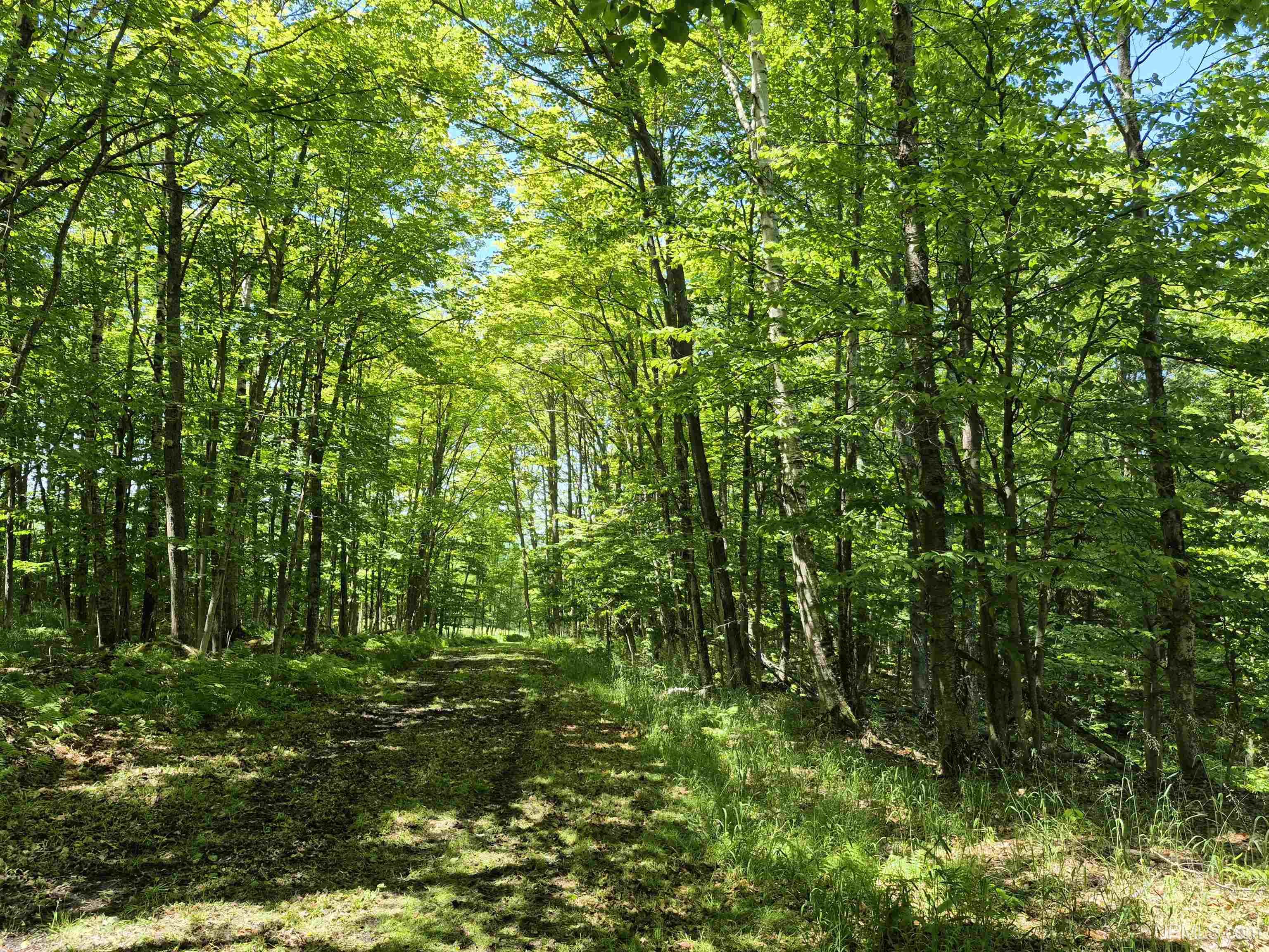 8-acres Nestor Road Munising, MI 49862 - Photo 11 of 43