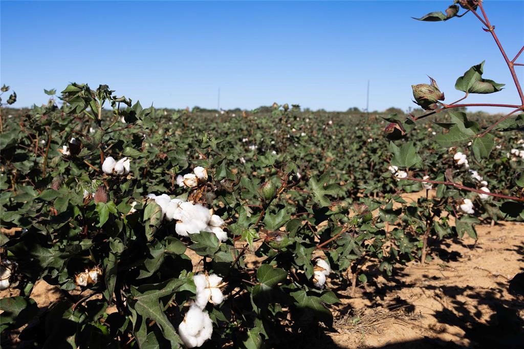 501 County Road 287 Rising Star, TX 76471 - Photo 11 of 26 a view of a tree in a field