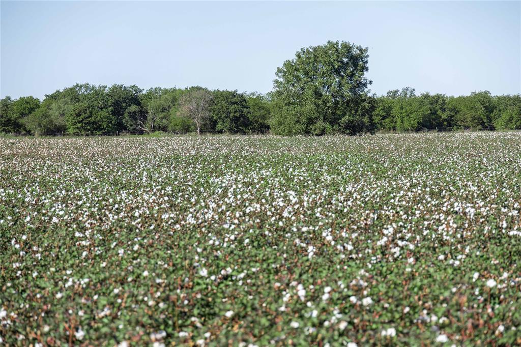 501 County Road 287 Rising Star, TX 76471 - Photo 15 of 26 a view of a field with plants in front of it