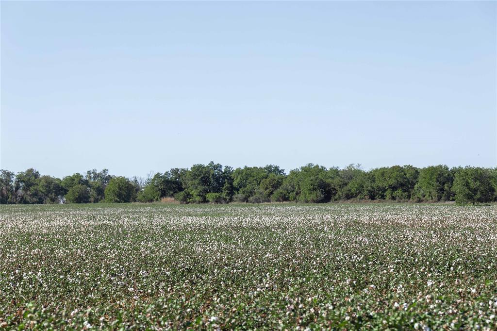 501 County Road 287 Rising Star, TX 76471 - Photo 16 of 26 a view of a field with trees in background