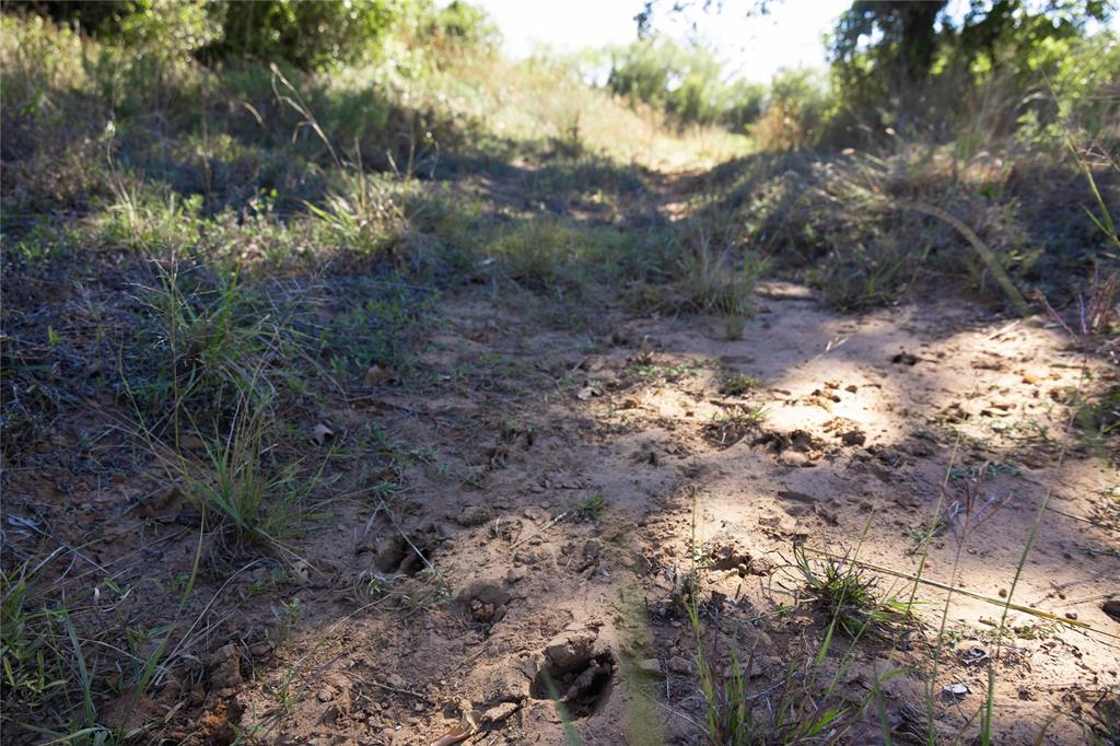 501 County Road 287 Rising Star, TX 76471 - Photo 21 of 26 a view of a yard with a yard