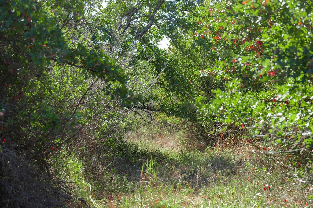 501 County Road 287 Rising Star, TX 76471 - Photo 5 of 26 a view of a lush green forest