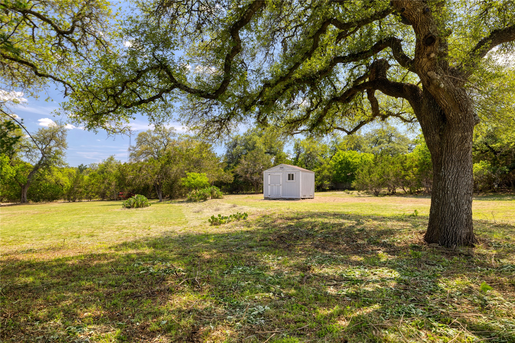 Expansive outdoor space featuring a large, mature tree providing natural shade
