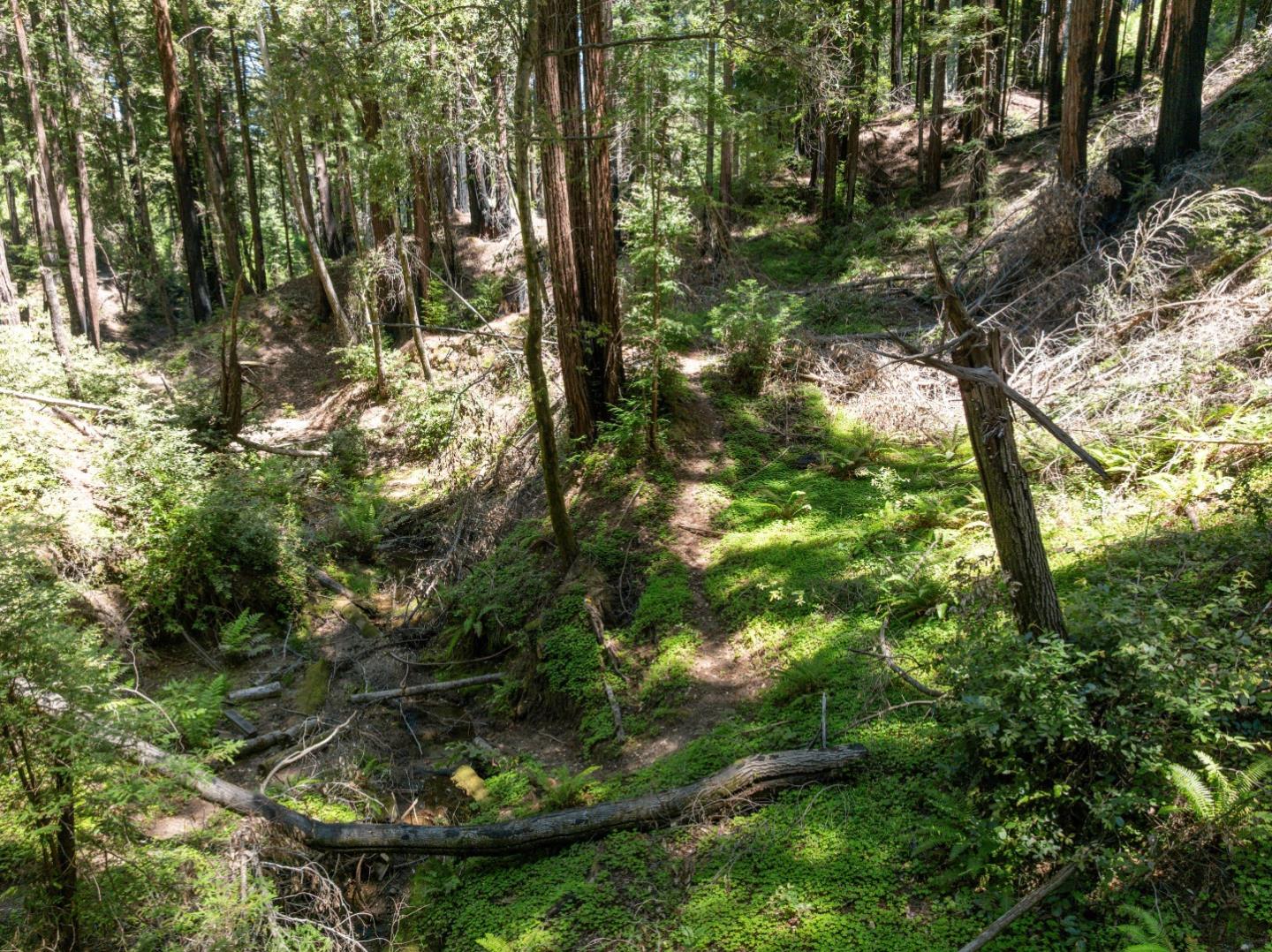 Lot 17 Branson Ranch Boulder Creek, CA 95006 - Photo 34 of 45 a view of a tree