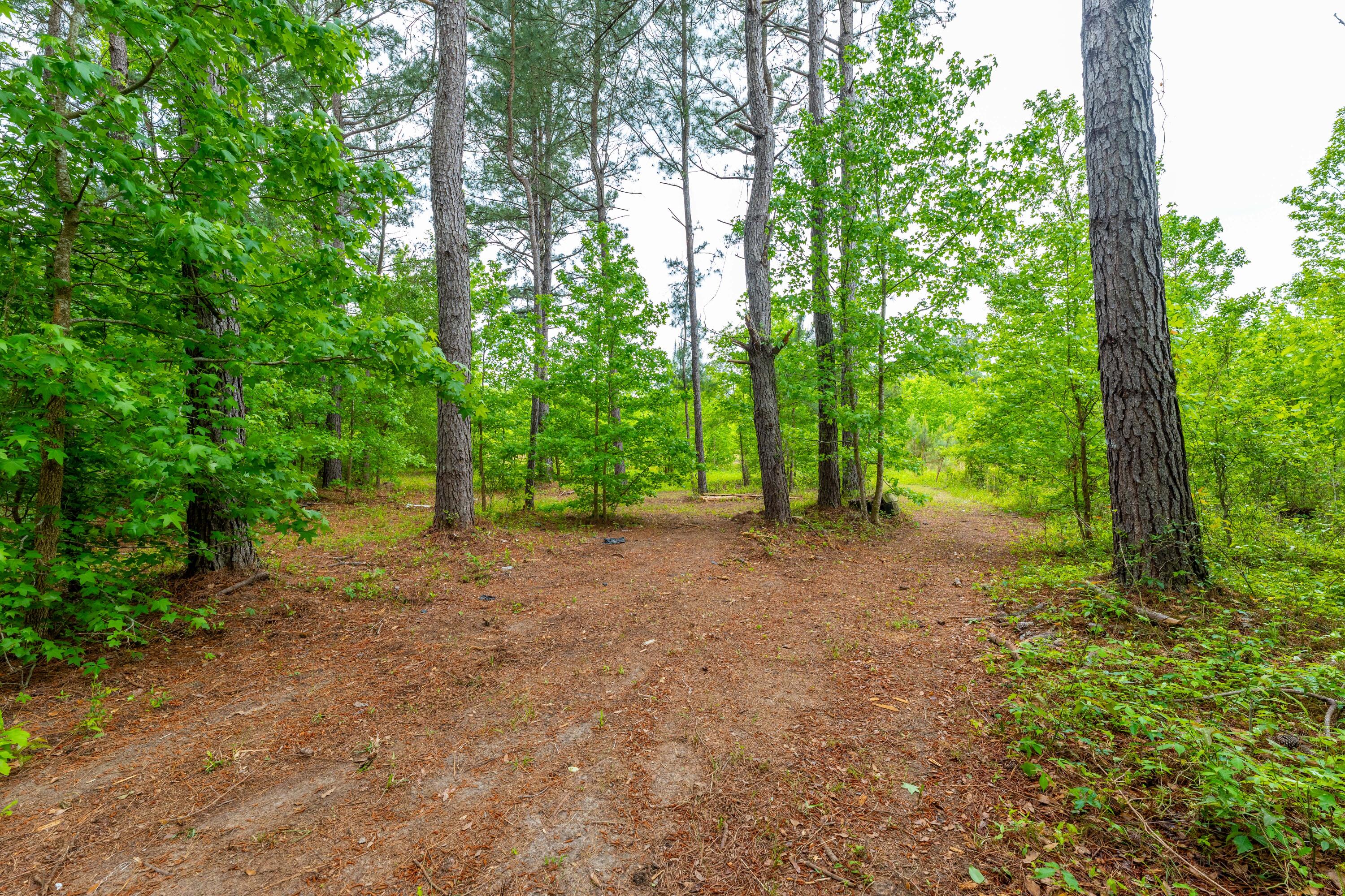 208 Rodeo Drive Eutawville, SC 29048 - Photo 40 of 44 P1032232