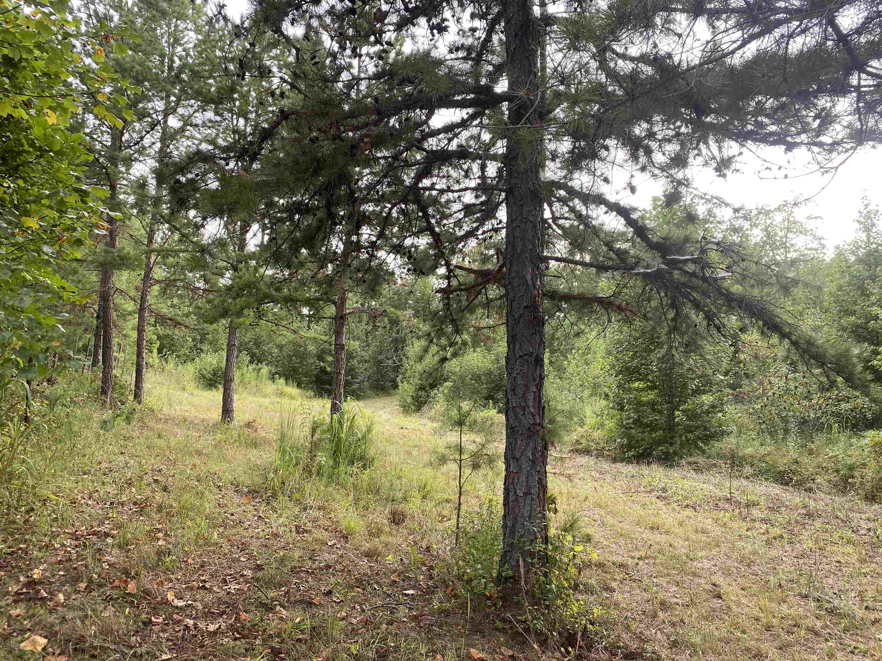1 Bruton Road Savannah, TN 38372 - Photo 20 of 38 a view of a forest with trees