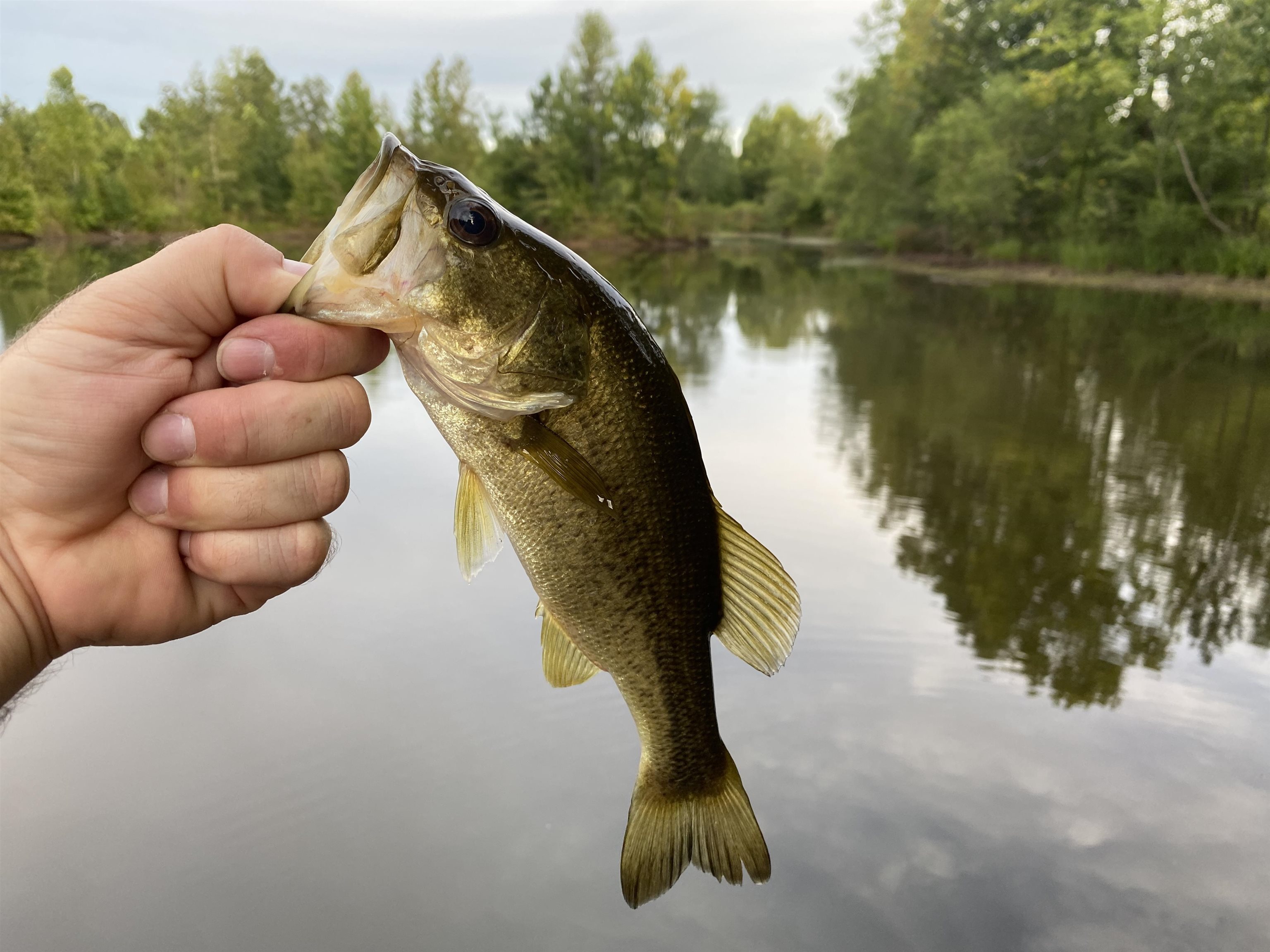 1 Bruton Road Savannah, TN 38372 - Photo 2 of 38 a view of a lake in a forest