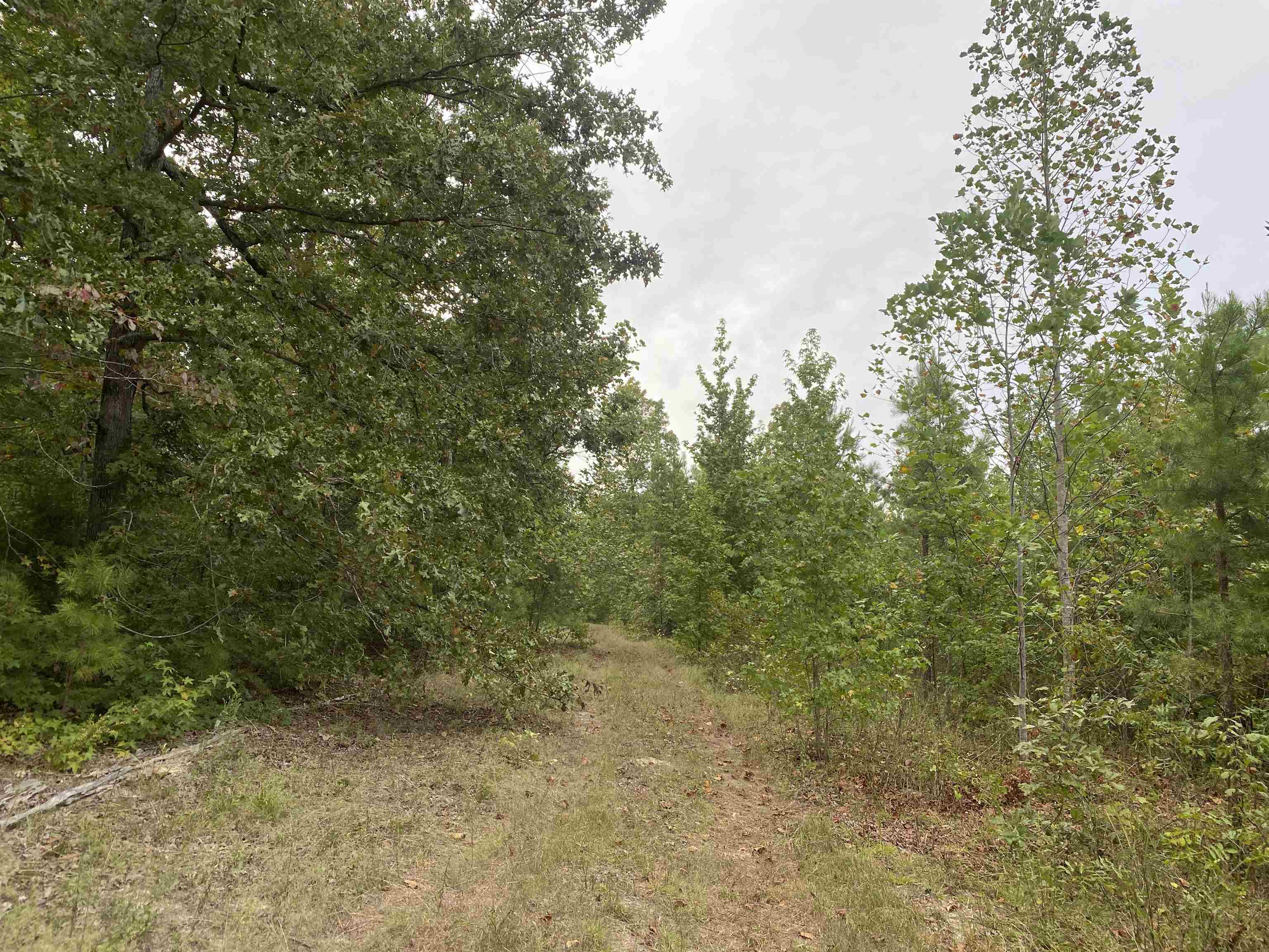 1 Bruton Road Savannah, TN 38372 - Photo 21 of 38 a view of a forest with trees in the background