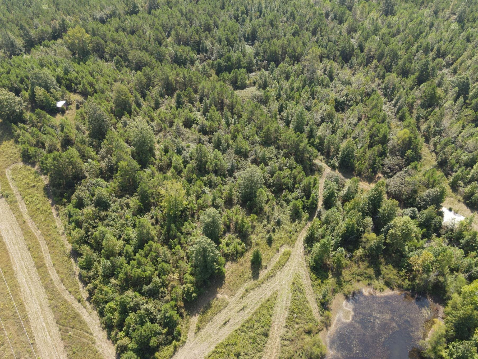 1 Bruton Road Savannah, TN 38372 - Photo 30 of 38 a view of a forest with a tree