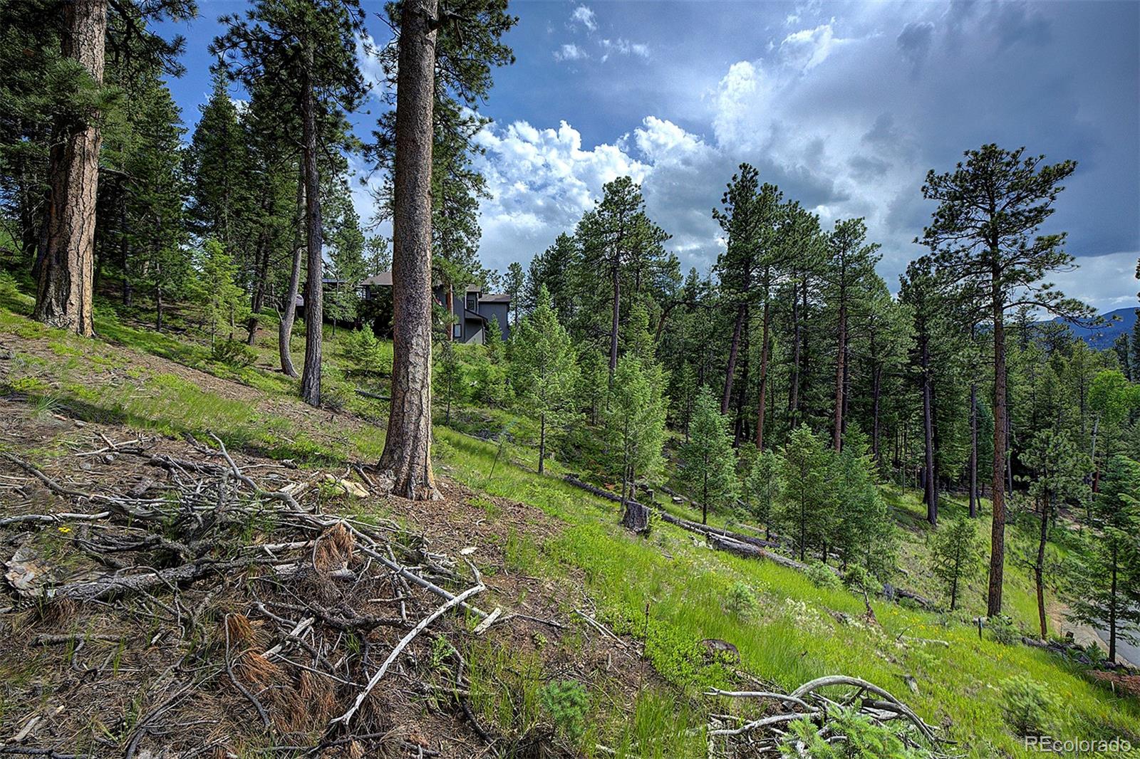 6875 Lynx Lair Road Evergreen, CO 80439 - Photo 15 of 17 a view of a forest with a tree