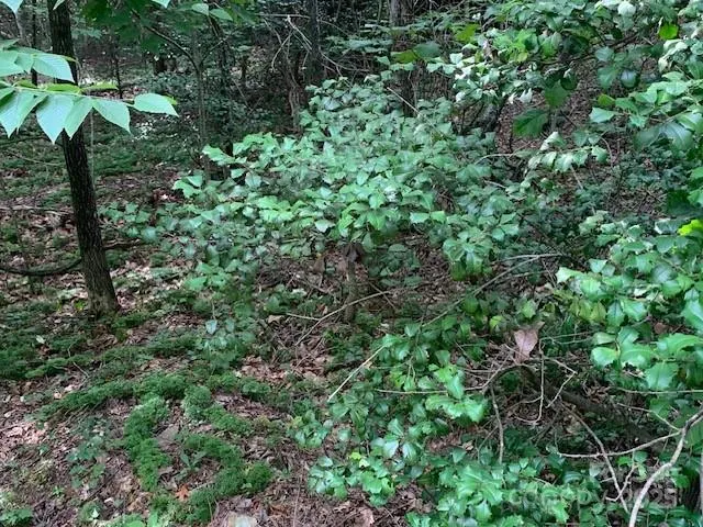 a view of a garden with plants