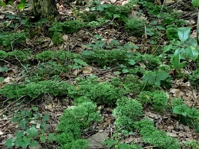 an aerial view of residential house with outdoor space and trees all around