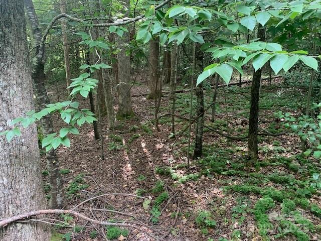 7.67-ac Holbert Cove Road, Unit 7 67 AC Saluda, NC 28773 - Photo 3 of 10 a view of forest