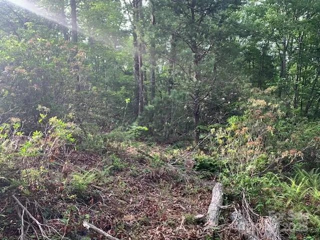 a view of a forest with lots of trees