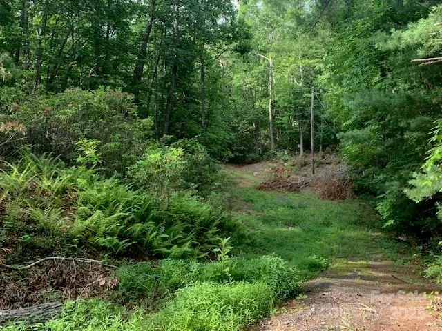a view of a lush green forest with lots of trees