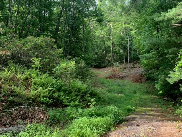 7.67-ac Holbert Cove Road, Unit 7 67 AC Saluda, NC 28773 - Photo 8 of 10 a view of a lush green forest with lots of trees