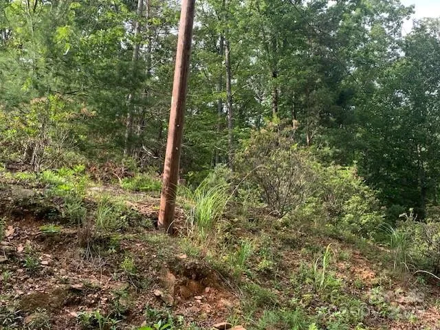 a view of a forest with trees
