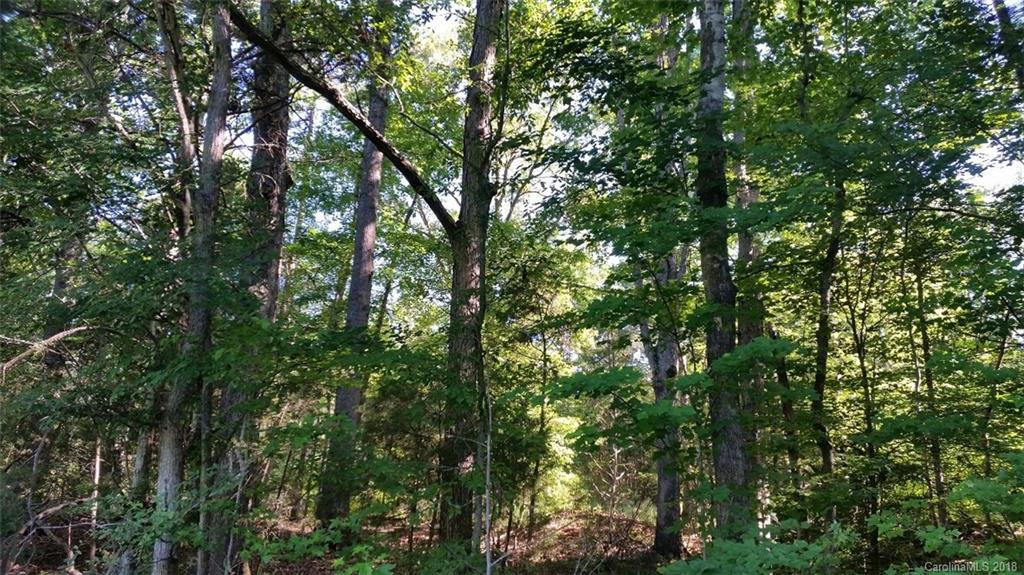 42 Acres Killian Road Edgemoor, SC 29712 - Photo 3 of 14 a view of a lush green forest