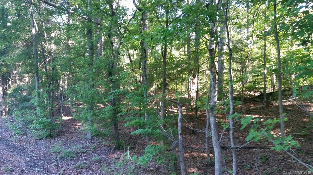 42 Acres Killian Road Edgemoor, SC 29712 - Photo 4 of 14 a view of a forest with trees