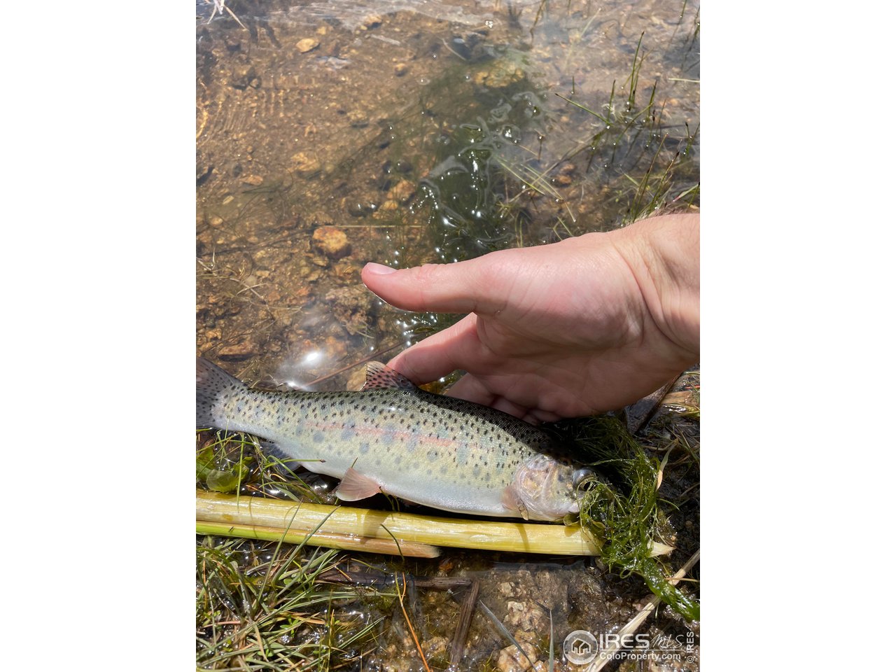 0 Hemlock Drive Lyons, CO 80540 - Photo 27 of 30 a view of entryway