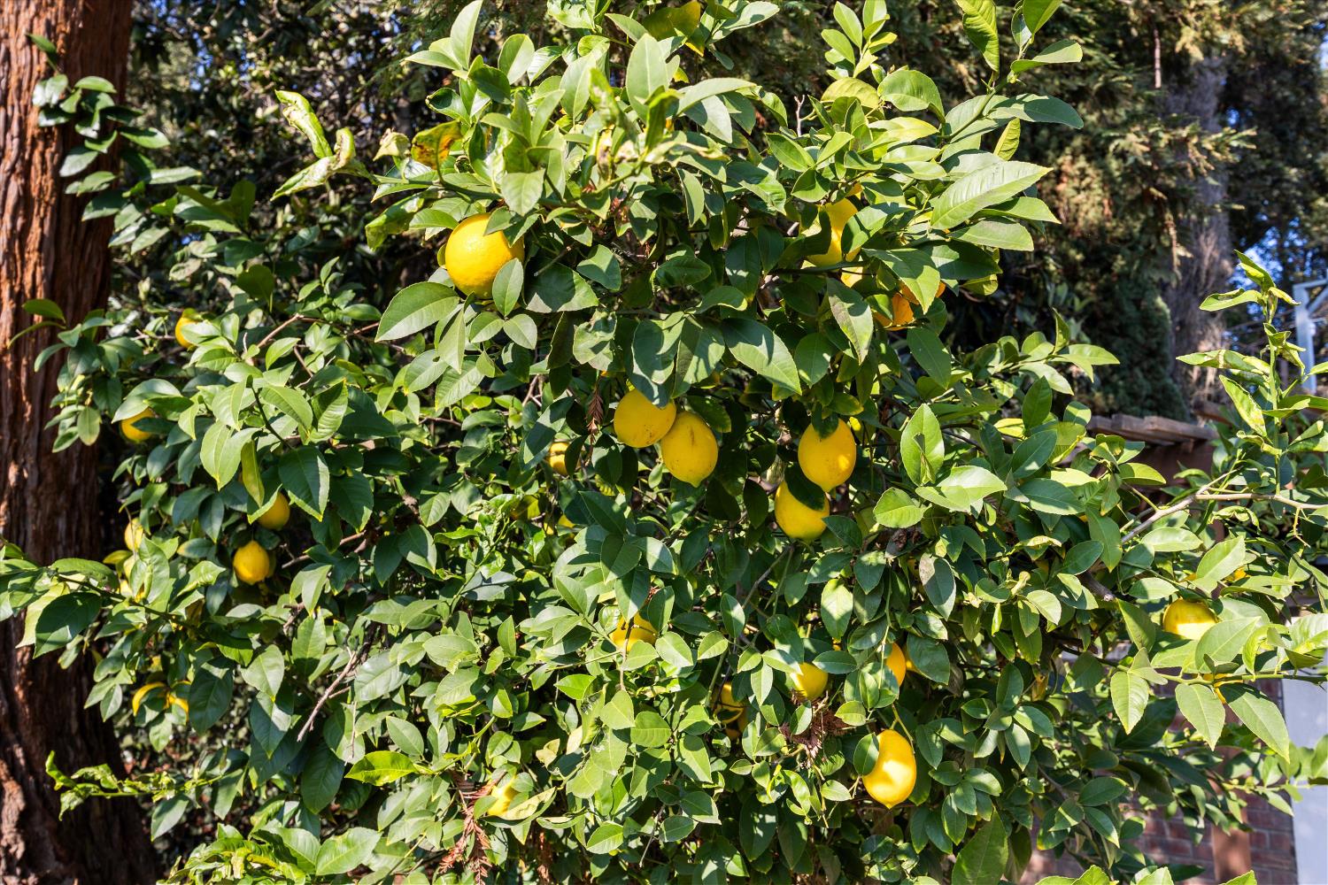 1786 Le Bec Court Lodi, CA 95240 - Photo 52 of 65 a view of a tree