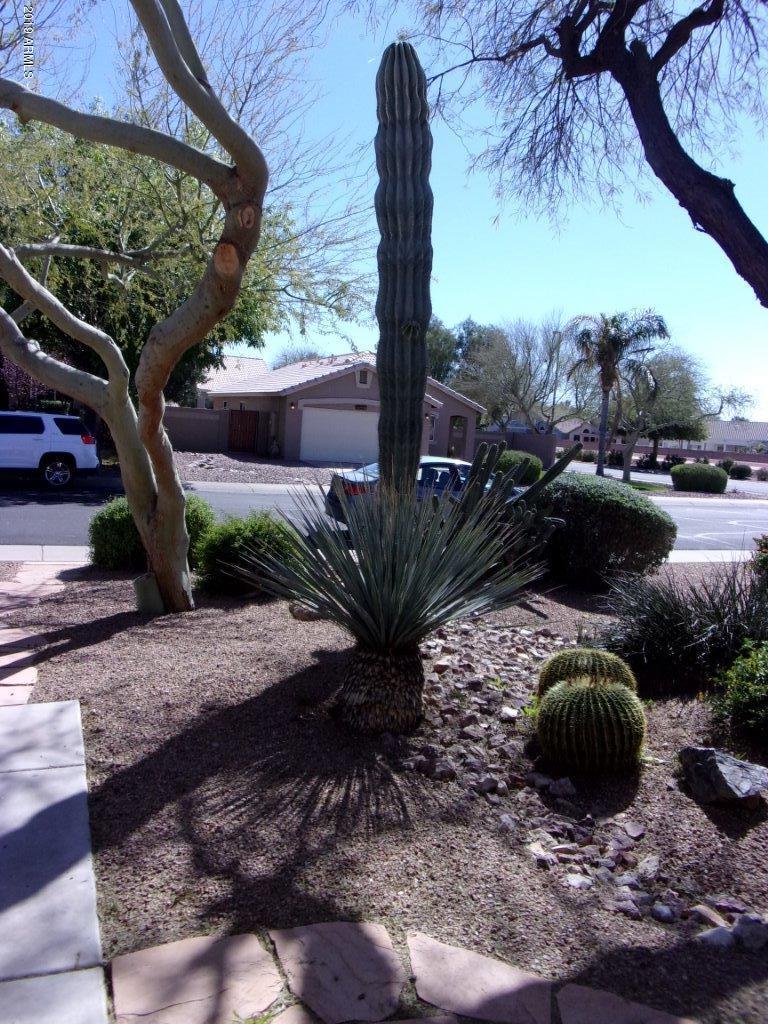 2742 East Harwell Road Gilbert, AZ 85234 - Photo 2 of 45 a view of a backyard with plants and a patio