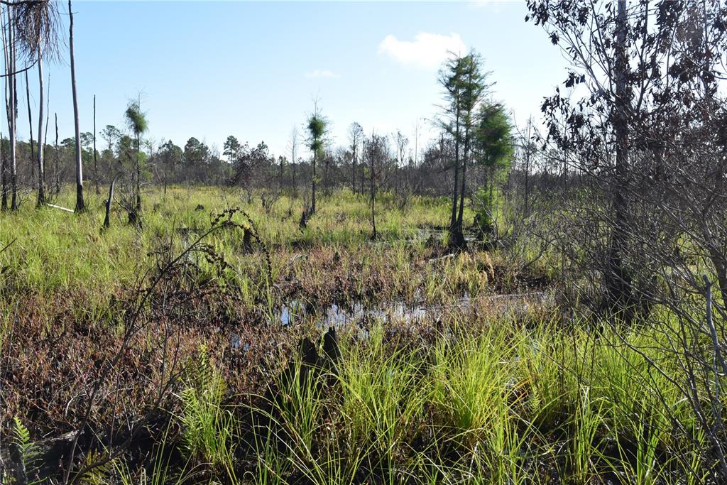 225 Off Highway Gainesville, FL 32609 - Photo 13 of 34 a view of a garden with a lake