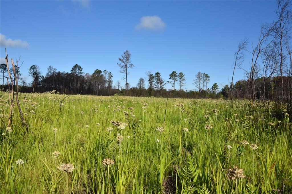 225 Off Highway Gainesville, FL 32609 - Photo 15 of 34