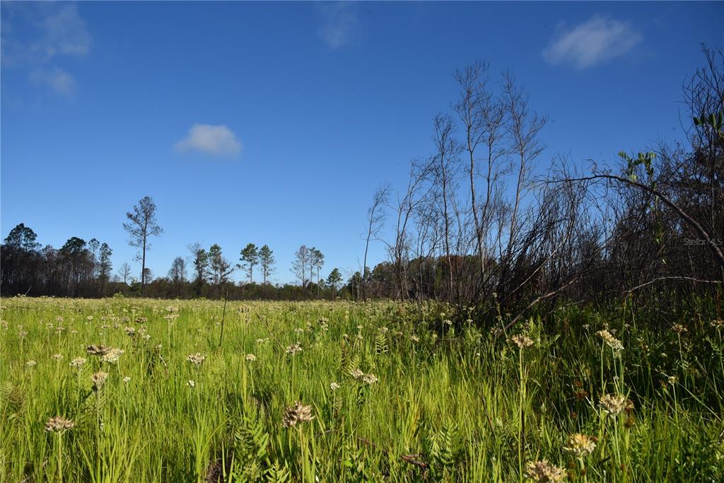 225 Off Highway Gainesville, FL 32609 - Photo 16 of 34 a view of a garden