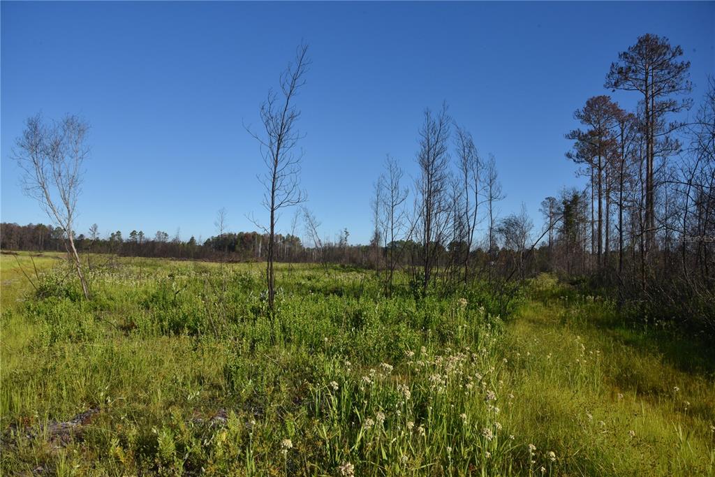 225 Off Highway Gainesville, FL 32609 - Photo 24 of 34 a view of a backyard of the house