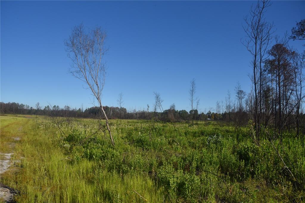 225 Off Highway Gainesville, FL 32609 - Photo 25 of 34 a view of a yard