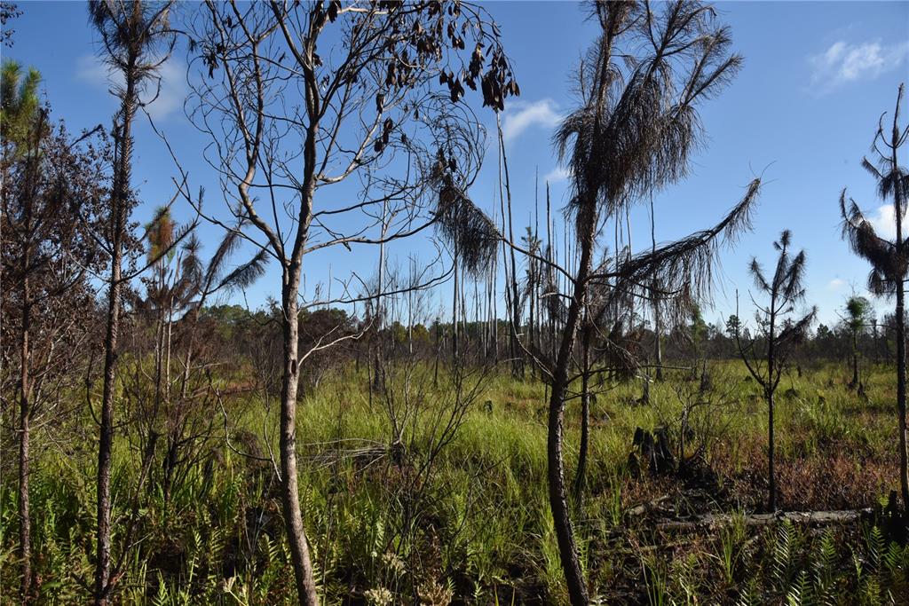 225 Off Highway Gainesville, FL 32609 - Photo 27 of 34 a view of a garden