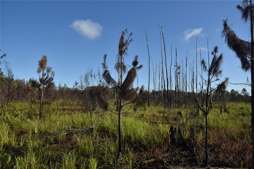 225 Off Highway Gainesville, FL 32609 - Photo 29 of 34 a view of a yard