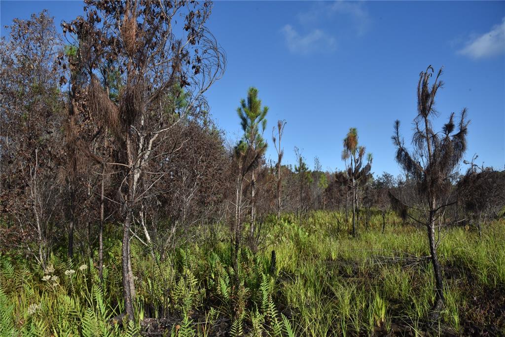 225 Off Highway Gainesville, FL 32609 - Photo 31 of 34 a view of a tree in a field with a tree