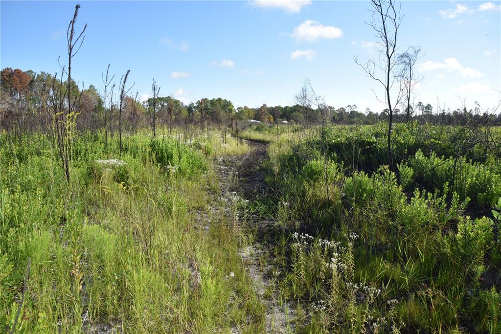 225 Off Highway Gainesville, FL 32609 - Photo 32 of 34 a view of a lush green space