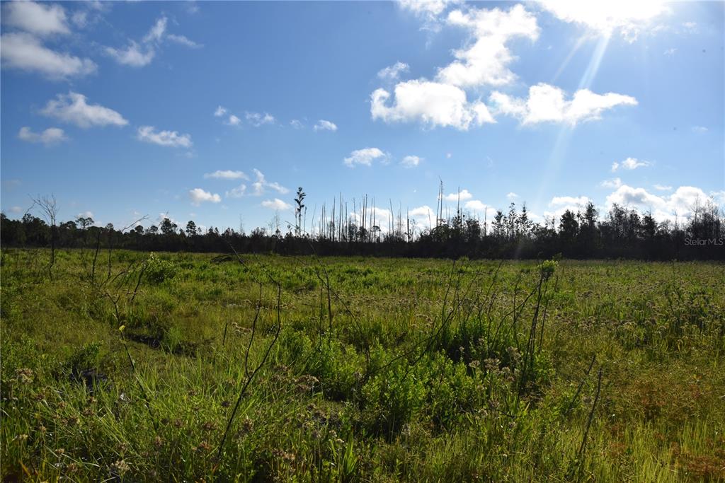 225 Off Highway Gainesville, FL 32609 - Photo 33 of 34 a view of yard with grass and yard