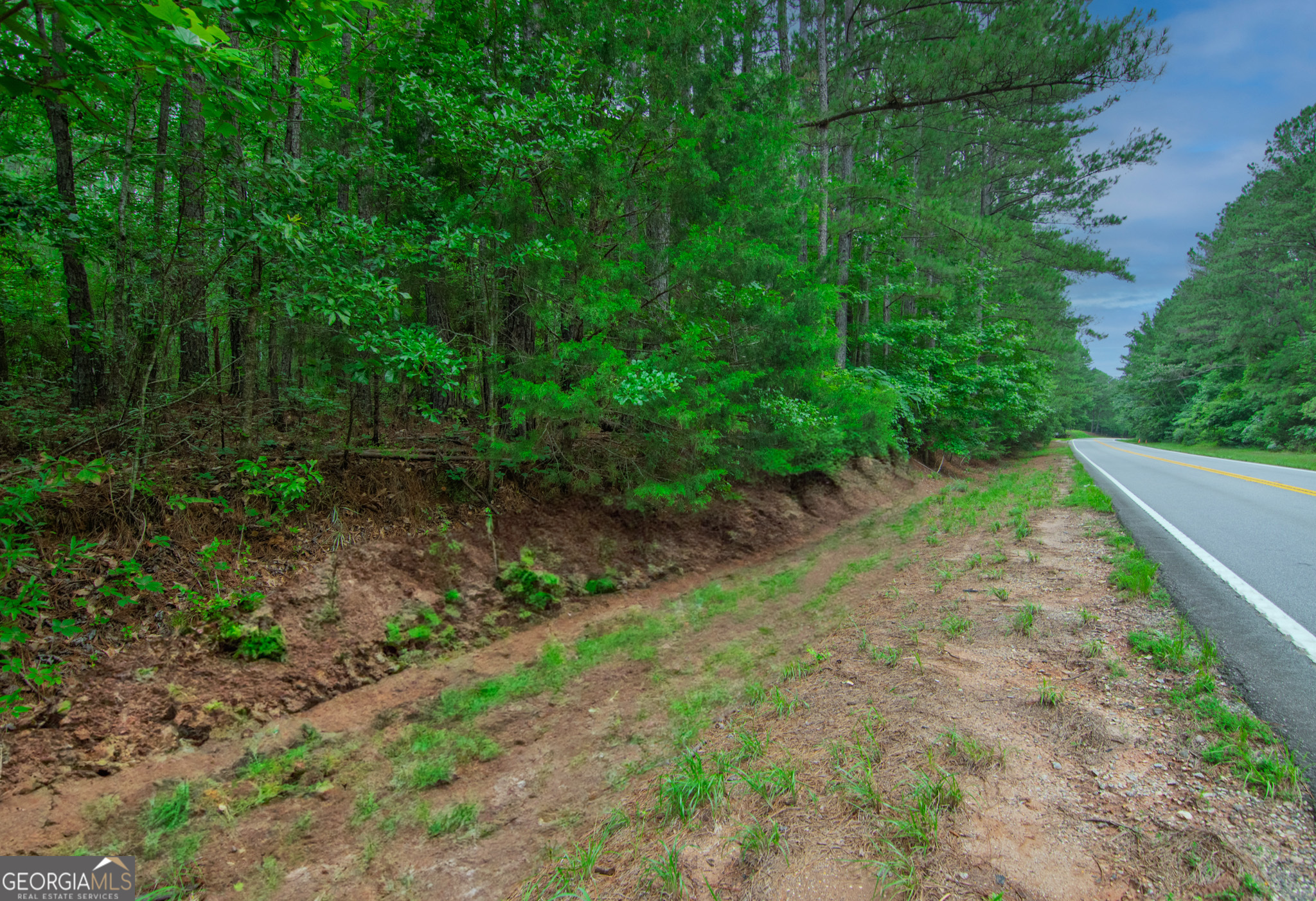 a view of a yard with plants and large trees